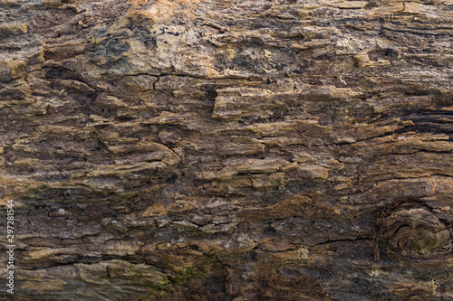 Bark of tree texture as a wooden background.