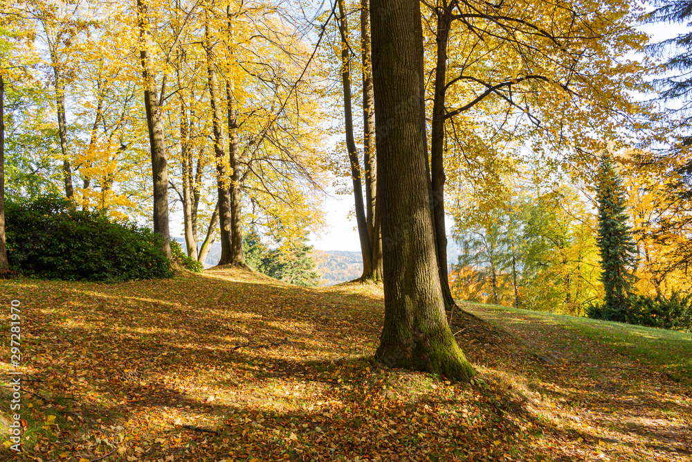 A blooming clearing in the middle of a forest full of colors. The hills are full of tall green grass, flowering shrubs and a low tree here and there. The falling shadow and the vastness of huge trees