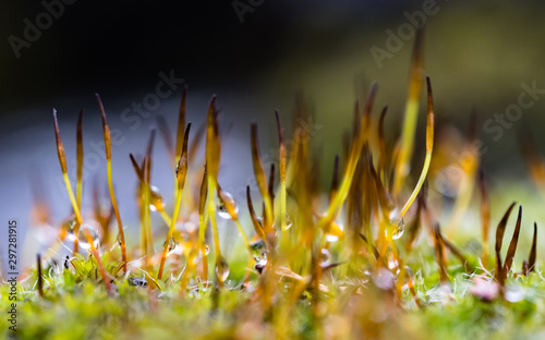 Macro view using shallow depth of field of a moss colony seen after a heavy downpour, showing the delicate detail of the young stems sprouting from the base.