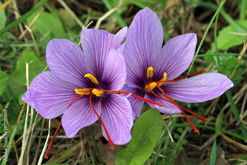 Safranblüten