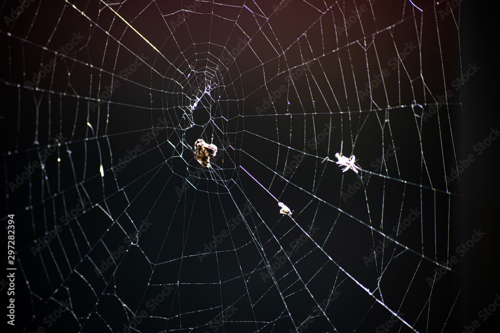 Abstract dark background with old spider web is close Abstract dark background with old spider web is close