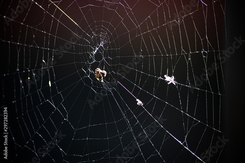 Abstract dark background with old spider web is close