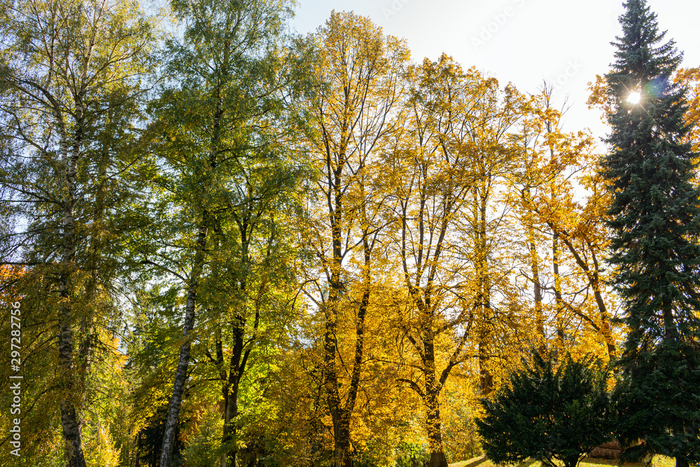 Naturally growing trees thrive in a community that hides many secrets. The magic of nature and deep peace in the forest. The vast forest is full of scents from the needles of tall trees.