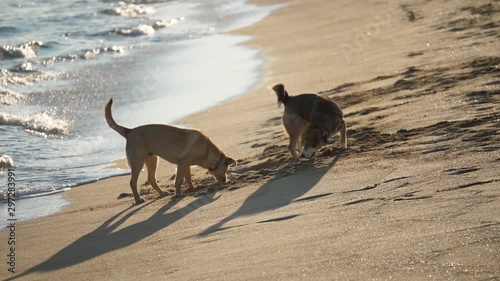 dogs on a beach in barcelona