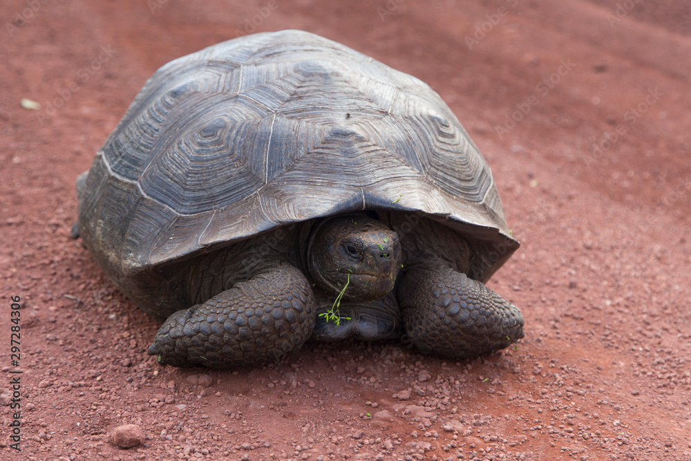 Galapagos giant tortoise seen with vegetation in mouth walking on a red earth road, Santa Cruz, Galapagos, Ecuador Galapagos giant tortoise seen with vegetation in mouth walking on a red earth road, Santa Cruz, Galapagos, Ecuador