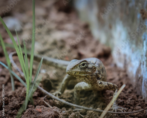 Garden Lizard