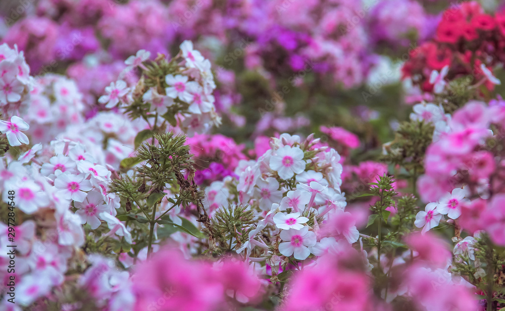 Fototapeta premium pink flowers in the garden