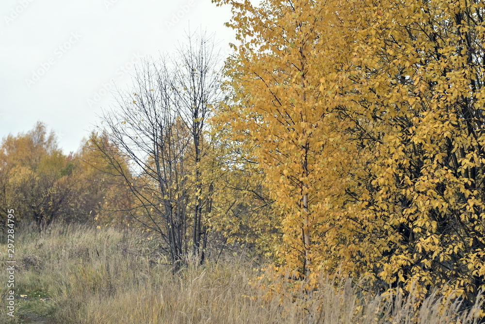 autumn landscape with yellow leaves on the trees autumn landscape with yellow leaves on the trees