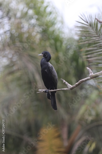 aves varias 