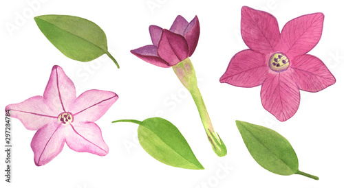 Watercolor pink tobacco flowers, bud and leaves set. Hand drawn floral elements illustration on white background for textile, wrapping paper, greeting card, design, decoration © Olya Haifisch