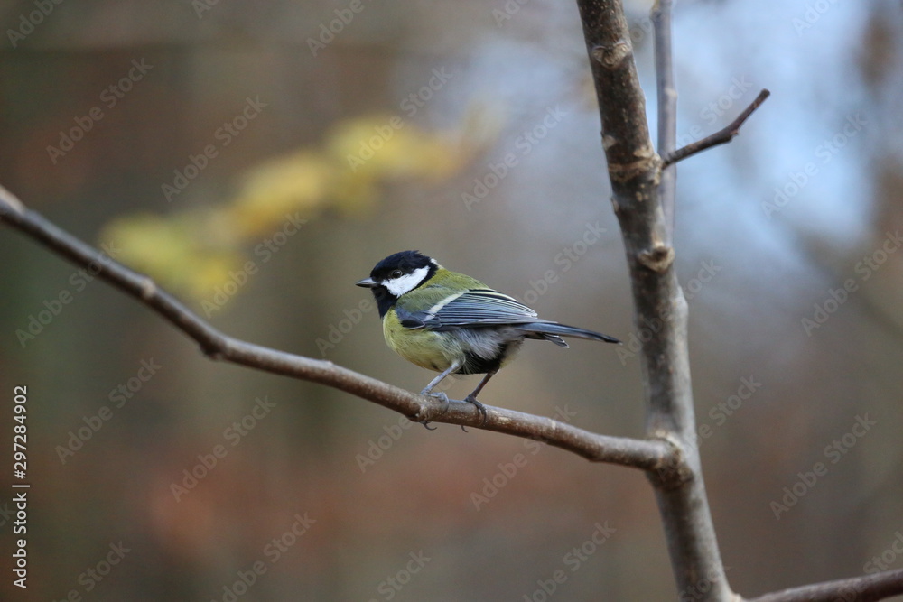 aves varias 