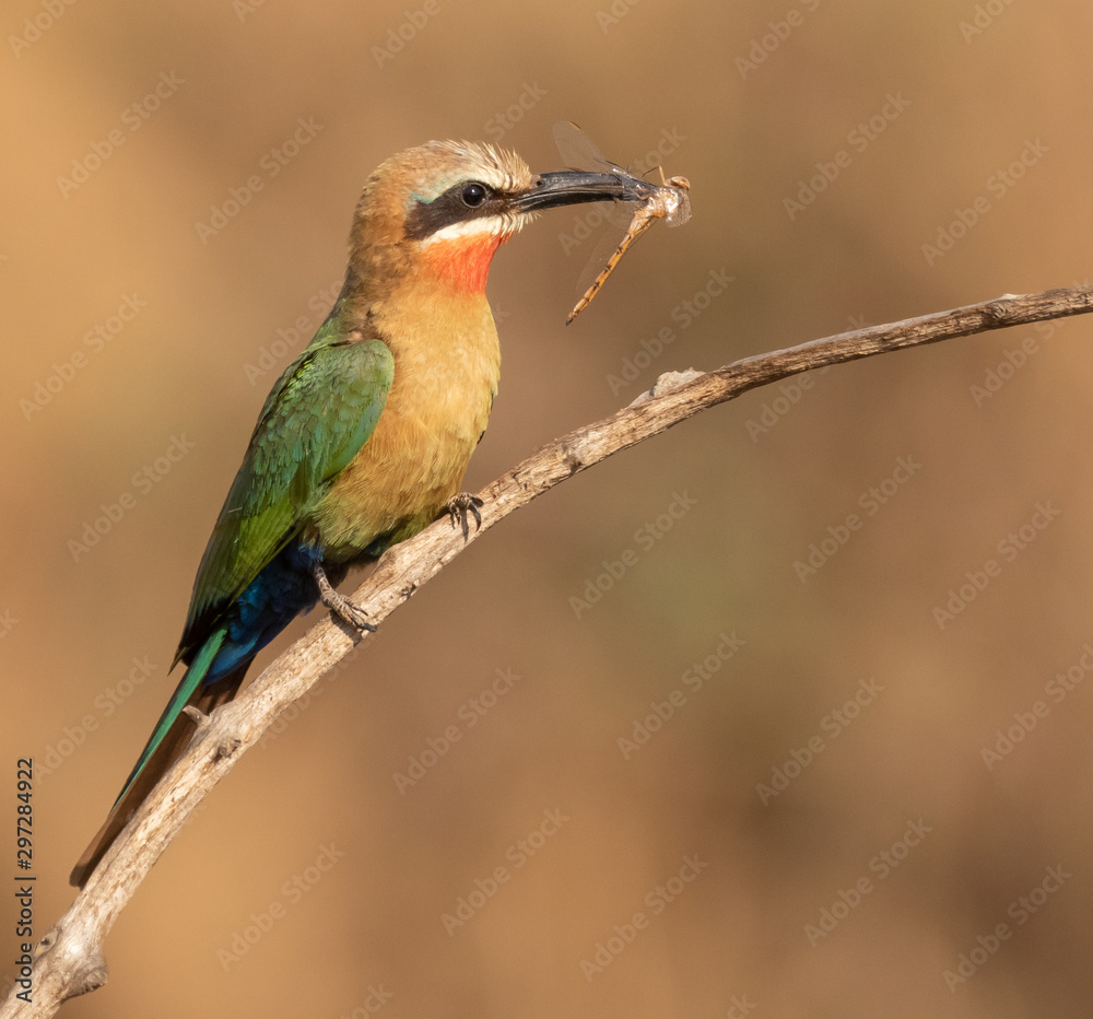 white-fronted bee-eater with a dragonfly catch in its beak white-fronted bee-eater with a dragonfly catch in its beak