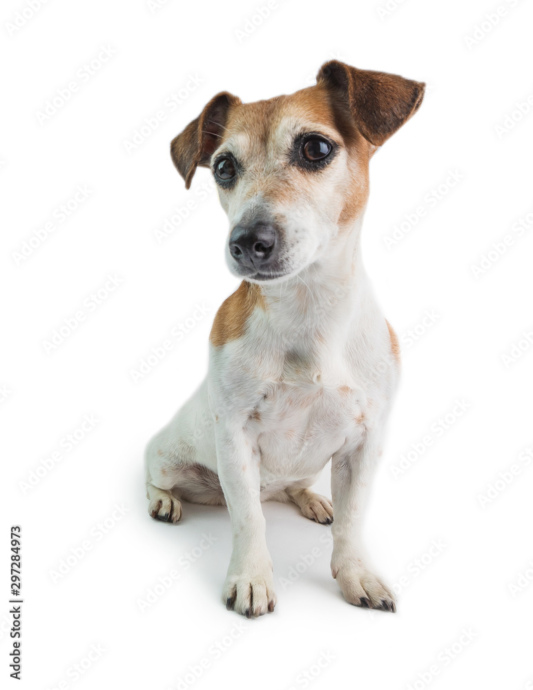 Dog sitting on white background. Jack Russell terrier beautiful portrait