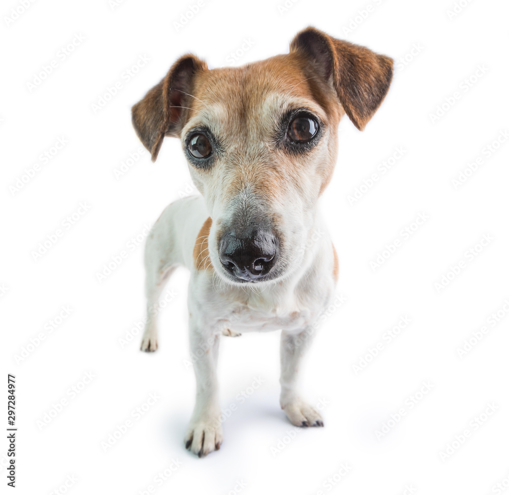 Adorable dog Jack Russell terrier portrait. Staying and looking to the camera