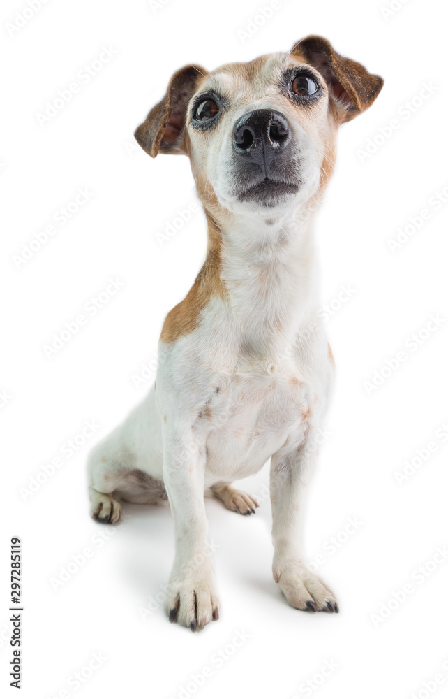 attentive look dog. Adorable Jack Russell terrier. White background