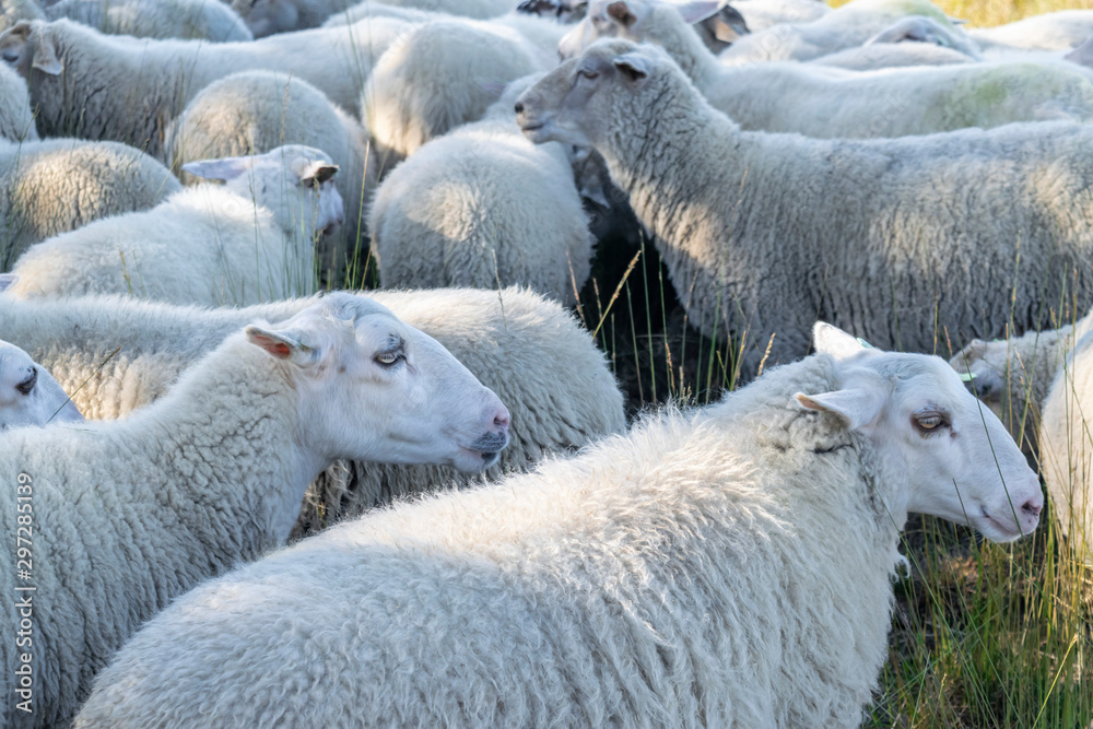 Farm animals in the summer. White sheep close-up in a large herd. Farm animals in the summer. White sheep close-up in a large herd.
