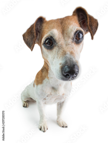 Dog on white background. Adorable small pup. Big head. Lovely dog portrait face