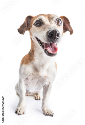 adorable smiling dog Jack Russell terrier on white background. Happy pet looking face