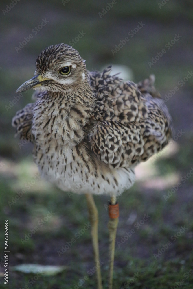 aves varias aves varias