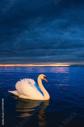 swan at blue hour