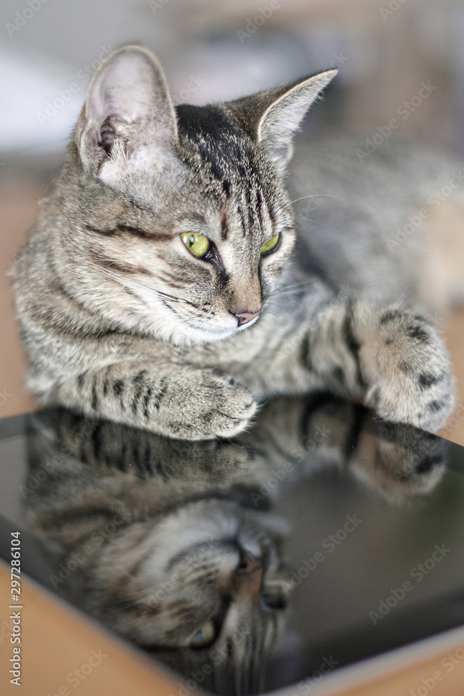 Cute little cat with short fur lays on the electronic tablet. The reflexion of kitty on black screen. Tabby color (tiger) kitten with gadget at home. Indoors, copy space, close up, selective focus.