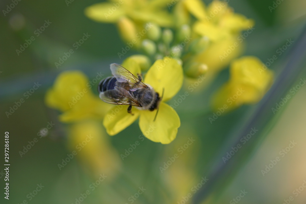 Biene auf Blüte Biene auf Blüte