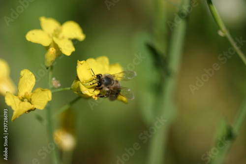 Biene auf Blüte © Jan