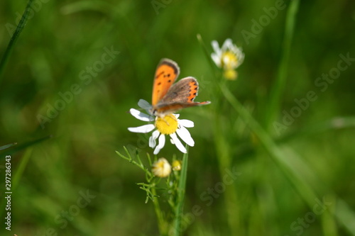 Schmetterling auf Kamille