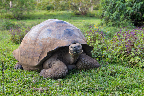 Galapagos giant tortoise with muddy domed shell seen staring while grazing in vegetation, Santa Cruz, Galapagos, Ecuador