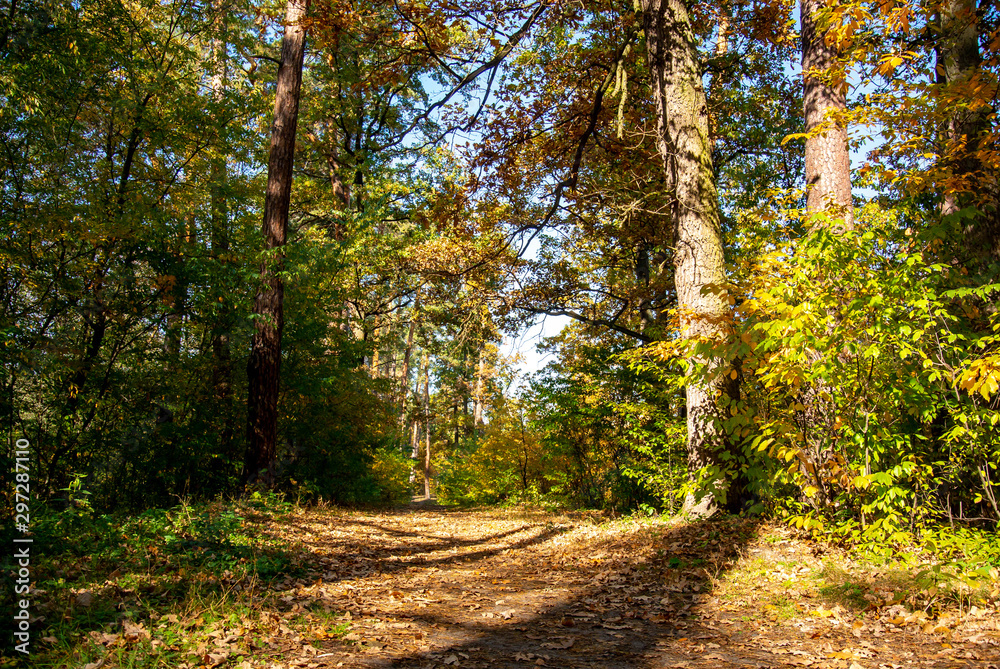 Warm autumn weather. Sun rays and shadows of trees on a path in the forest