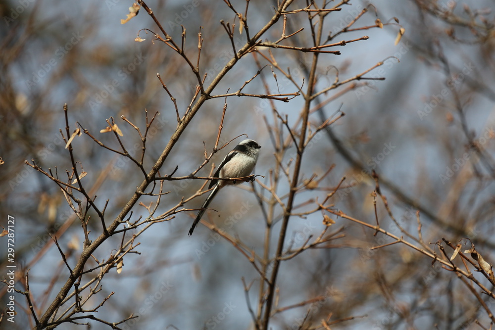 aves varias aves varias