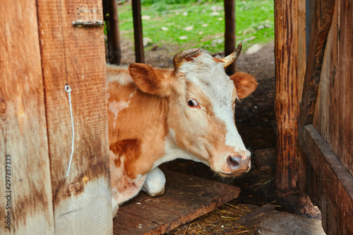 The cow lies and rests in the barn of the village farm, looking out through the open wooden door. She hid in the shade from the heat