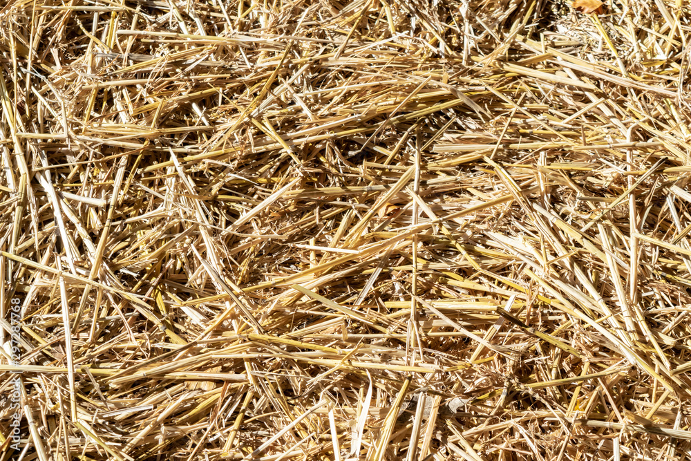 Natural background from yellow straw close-up with copy space for text. Natural background from yellow straw close-up with copy space for text.