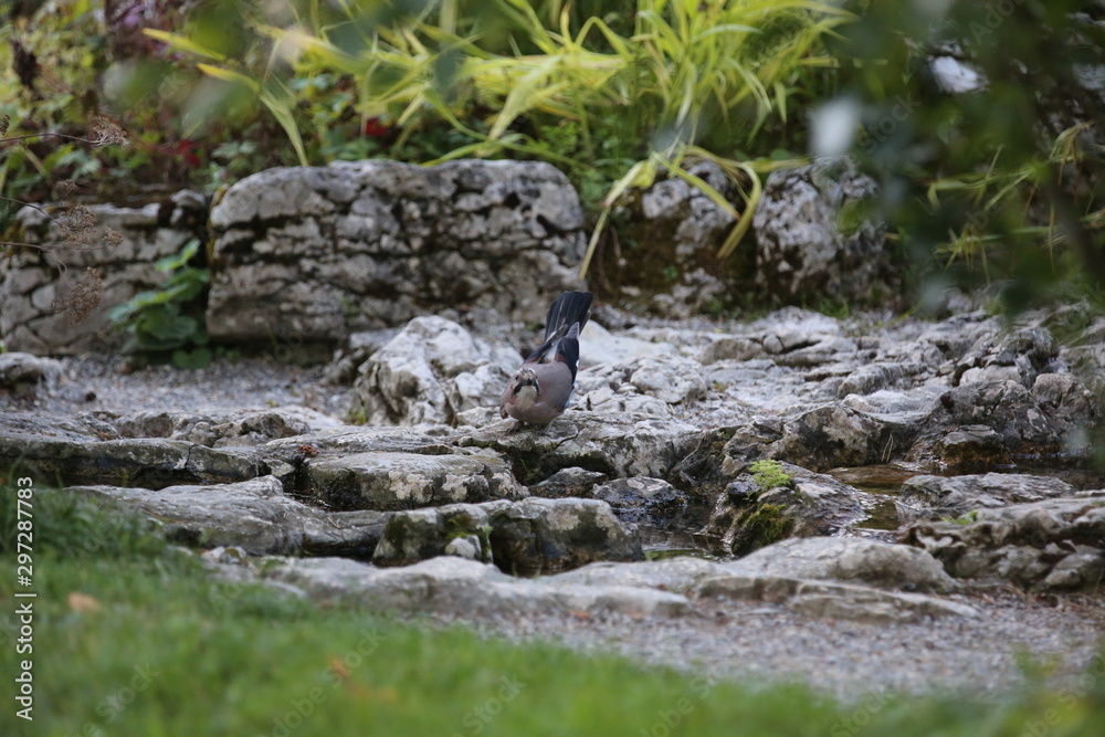 aves varias aves varias