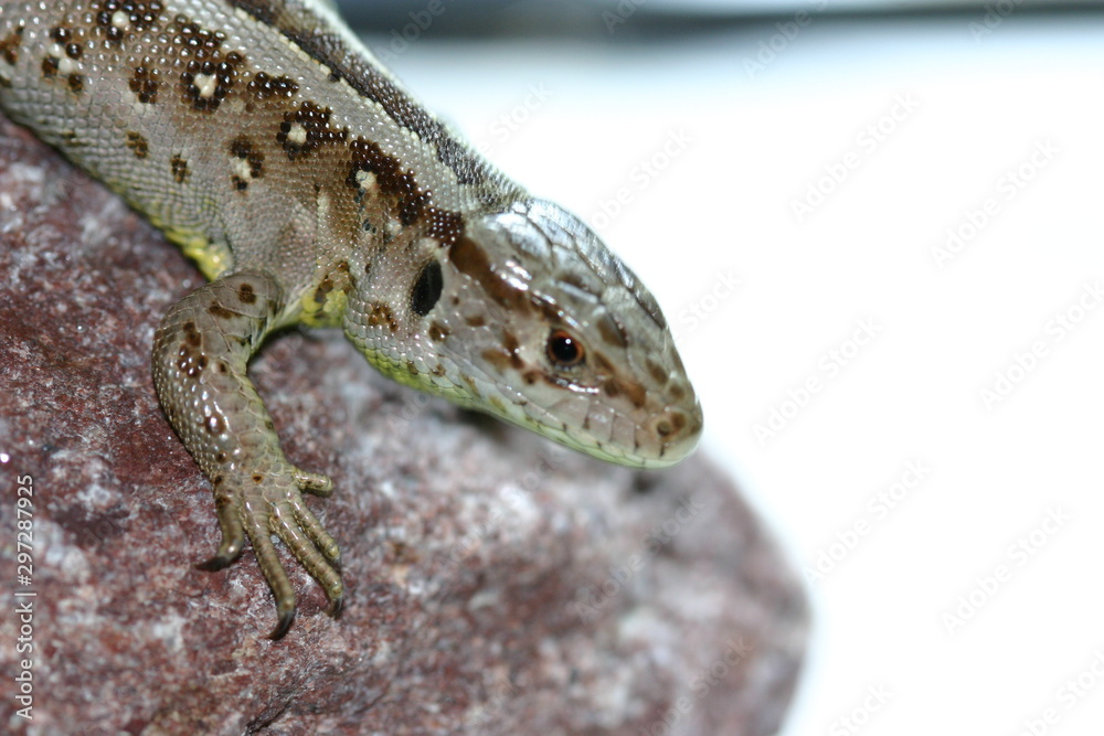 Naklejka premium Zauneidechse