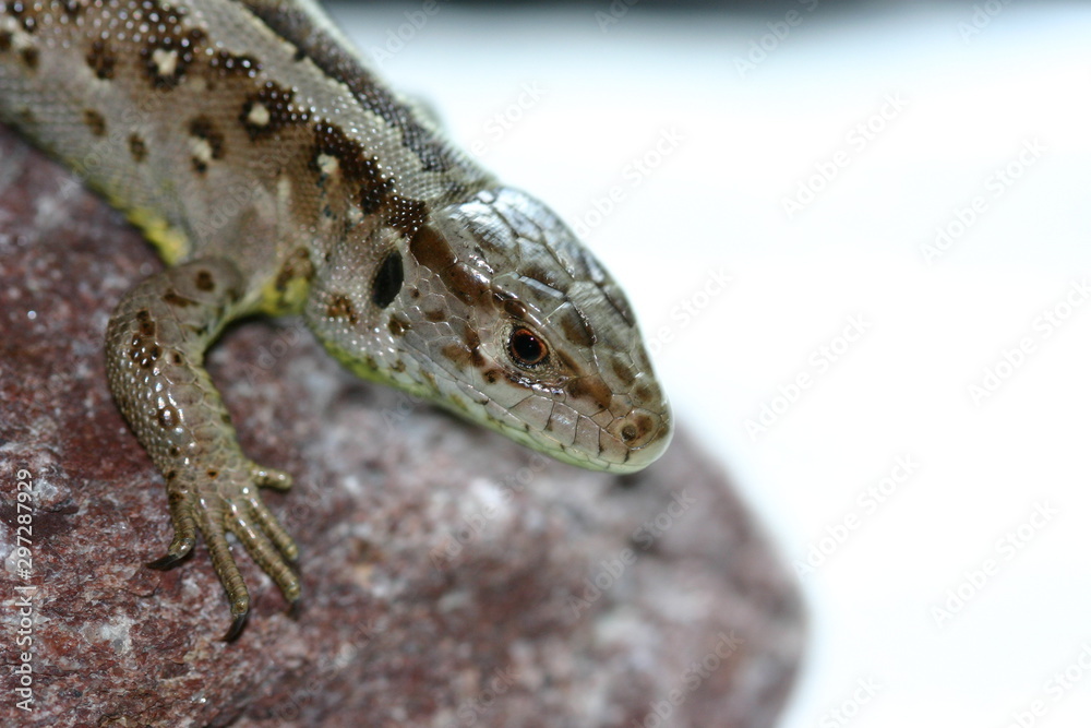 Fototapeta premium Zauneidechse