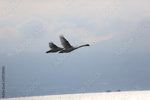 aves varias 