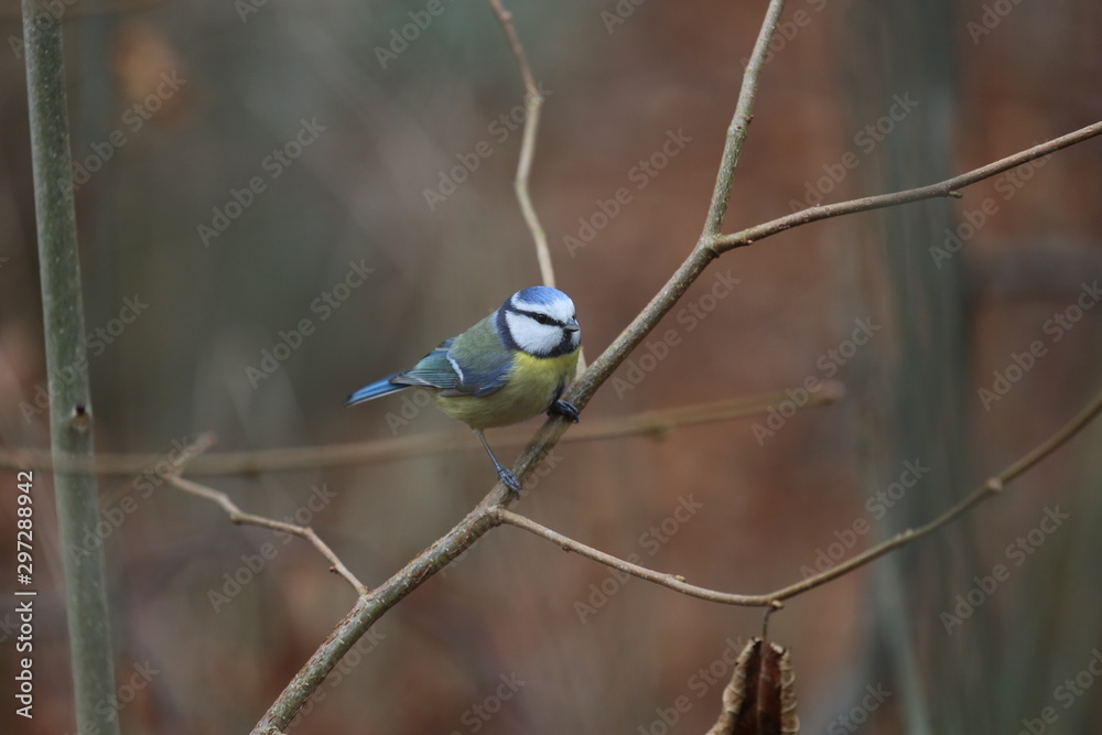 Naklejka premium aves varias 