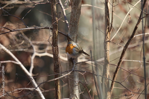 aves varias 