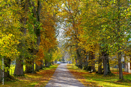 Baumallee im Herbst auf der schwäbischen Alb, Grafeneck photo