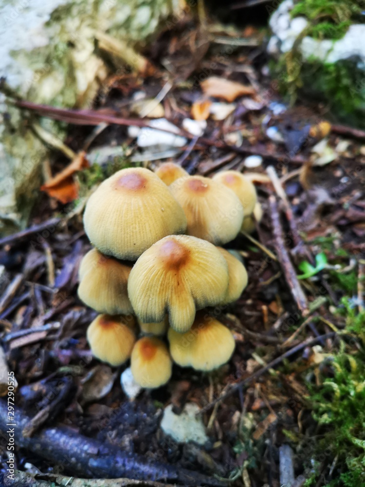mushrooms in forest mushrooms in forest