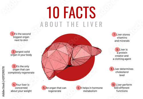 Liver facts low poly wireframe banner template