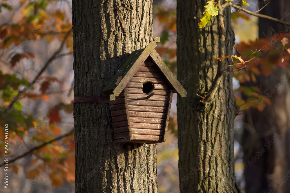 Starling on the porch of a birdhouse on a birch