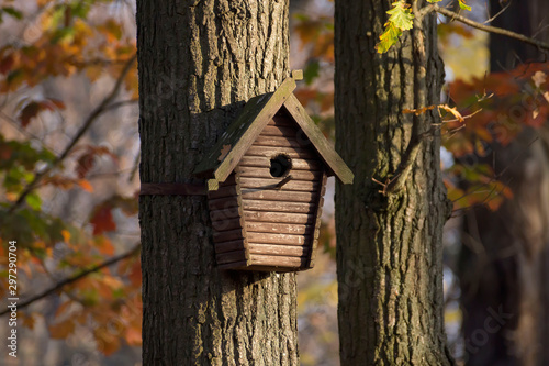 Fototapeta Naklejka Na Ścianę i Meble -  Starling on the porch of a birdhouse on a birch