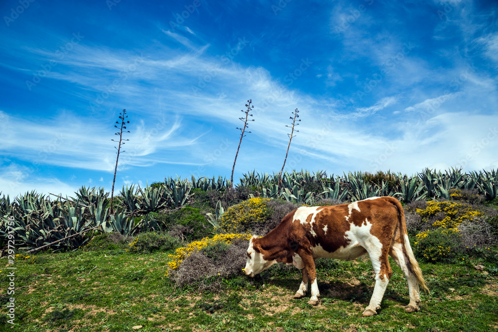 Una vaca pinta pastando en la pradera, Tarifa, Cádiz, Andalucía, España