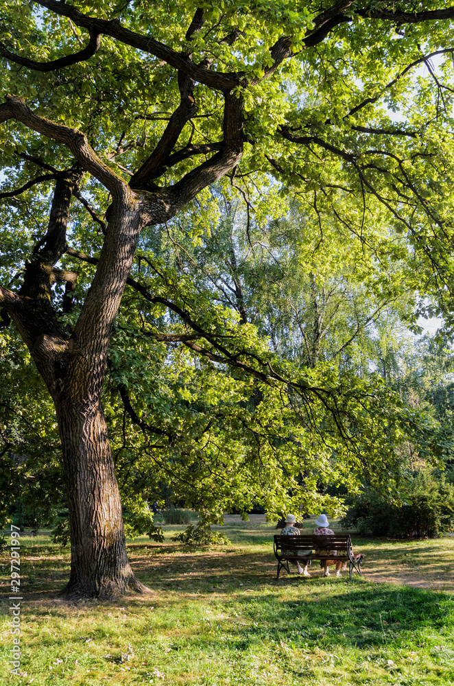 Back view of women sitting on a park bench in the green park under the big oak