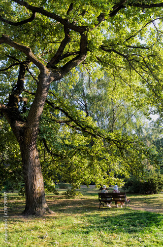Fototapeta Naklejka Na Ścianę i Meble -  Back view of women sitting on a park bench in the green park under the big oak