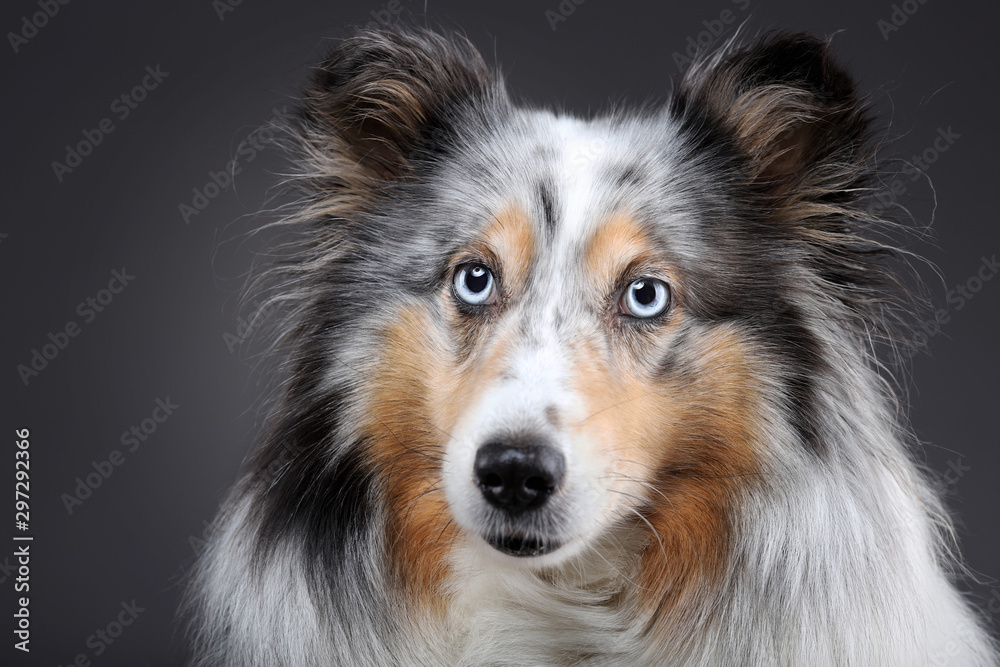 Sheltie