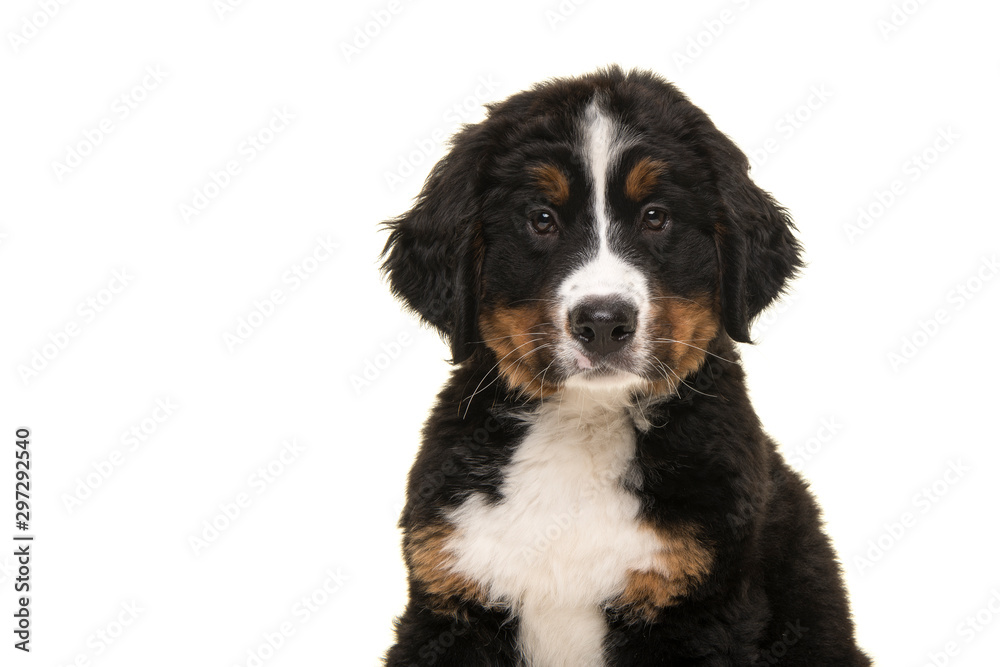 Portrait of a cute bernese mountain dog puppy looking at the camera isolated on a white background