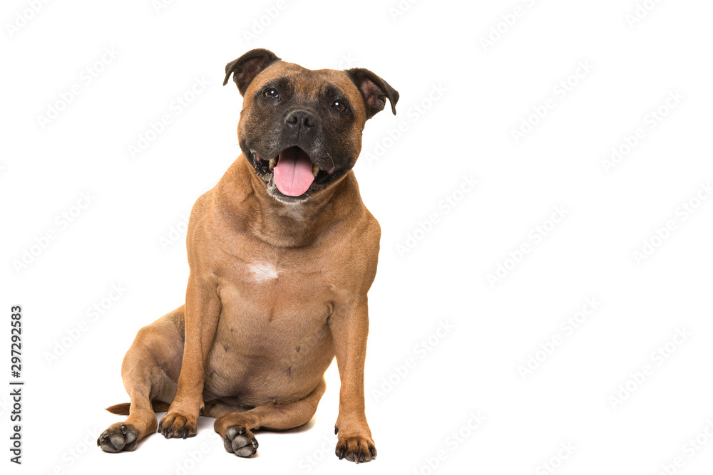 Cute sitting stafford terrier looking at the camera with open mouth isolated on a white background